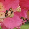 More trees means healthier bees, new study on air pollution reveals