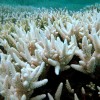 Corals doomed even if global climate goals met: study