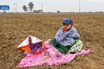 Climate change ravages Kashmir's 'red gold' saffron crop