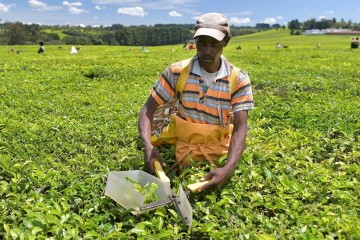Kenya tea growers shift to produce pineapple as climate change bites