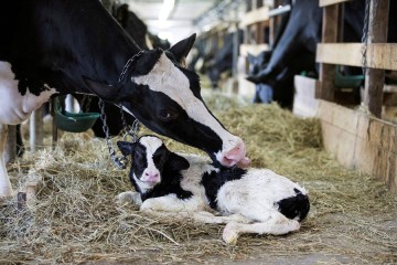 Don't cut down on dairy for the environment, warn nutrition experts