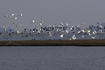 Improved environment attracts more migratory birds to nature reserves