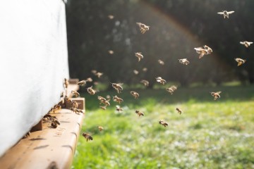 Climate change could severely affect bees, says study