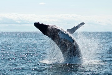 Whales Will Save Climate — Unless the Military Destroys Them First