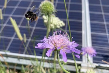 Solar Farms Can Save Dwindling Bumblebee Numbers, Study Finds