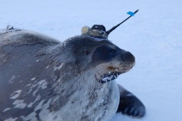 Seals with sensors glued to heads employed as Antarctic researchers