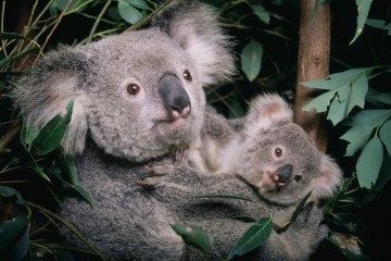 Koalas: Australia lists marsupial as endangered species