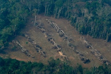 World Rainforest Day 2022: As forests are depleting, see what governments are doing to protect them