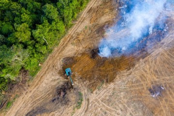 Global soy exporters adopt new measures to cut deforestation in Brazil’s Cerrado region