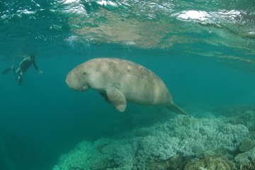 Dugongs Are Functionally Extinct In China Due To Hunting And Habitat Loss