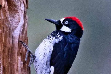 Brain Evolution Clarifies Why Woodpeckers Peck