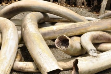 GABON: Four alleged ivory traffickers face ten years in prison