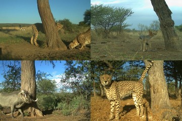 Wildlife study: Cheetah marking trees are hotspots for communication among other species as well