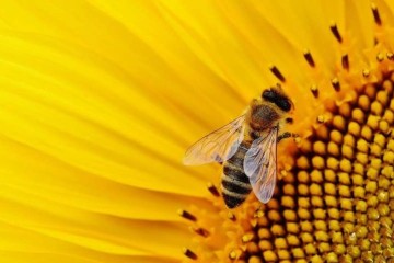 Pollination loss removes healthy foods from global diets, increases chronic diseases causing excess deaths