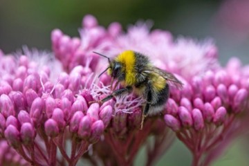 UK allows emergency use of bee-toxic pesticides after EU tightens rules