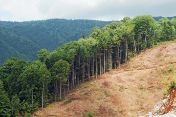 Mountain forests are being lost at an accelerating rate, putting biodiversity at risk, warns study