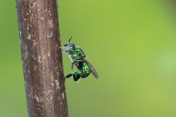 Why orchid bees concoct their own fragrance