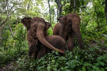 Les deux-tiers de l’habitat des éléphants d’Asie détruits en trois siècles