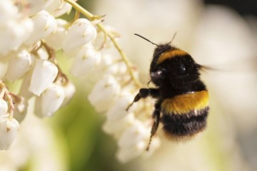 Air pollution is not just a human problem -- it's also changing the gut of British bumblebees