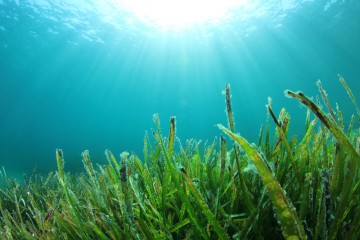 Study explores climate change impacts on seagrass meadows