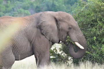 Similar to humans, elephants also vary what they eat for dinner every night