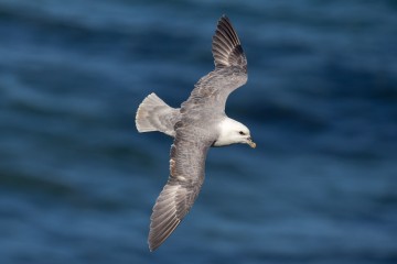 Plastic pollution threatens birds far out at sea, according to new research