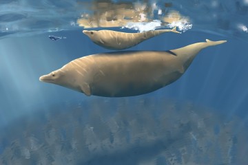 L’animal le plus lourd de tous les temps ? Le Perucetus colossus, un ancêtre de la baleine bleue pourrait battre le record