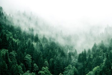 Restoring forests can boost global carbon capture, major study finds