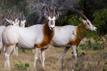 Disparu depuis 23 ans, l’oryx algazelle est réapparu à l’état sauvage