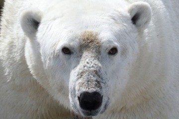 Polar bears unlikely to adapt to longer summers