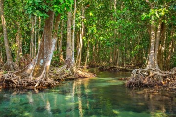 Carbon emissions from the destruction of mangrove forests predicted to increase by 50,000% by the end of the century