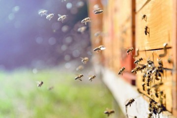 Researchers learn how nectar-laden honey bees avoid overheating