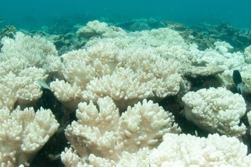 Blanchissement massif des coraux au niveau mondial : en quoi est-ce très inquiétant ?