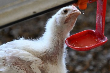 La transmission de la grippe aviaire H5N1 à l’homme « est une énorme inquiétude » (OMS)