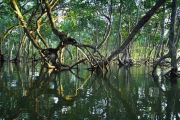 Mangrove blue carbon at higher risk of microplastic pollution