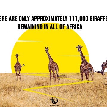 Tired World Giraffe Day Everyone Needs To Stand Tall To Save Giraffes