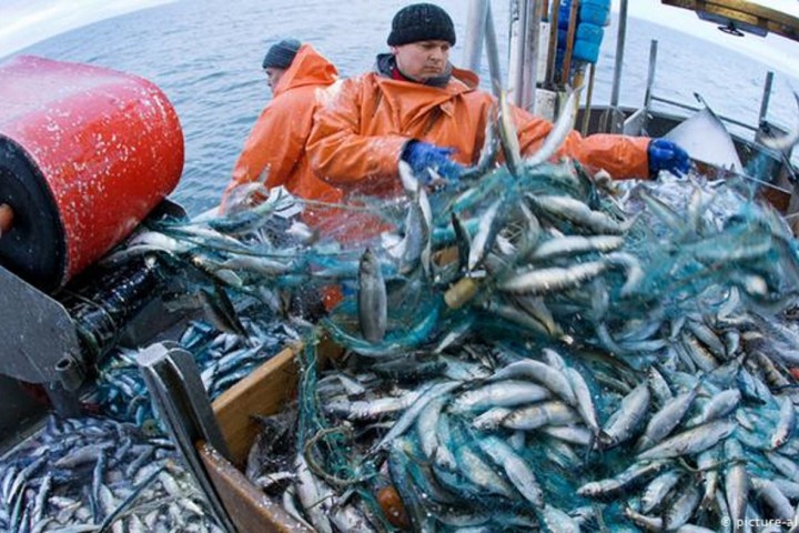 US Fisheries Hit Hard by COVID-19