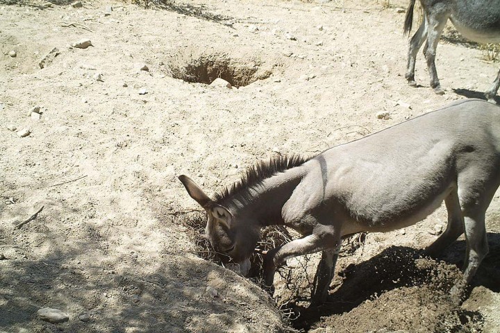 Les chevaux et les ânes sauvages creusent des puits dans le désert qui stimulent la biodiversité