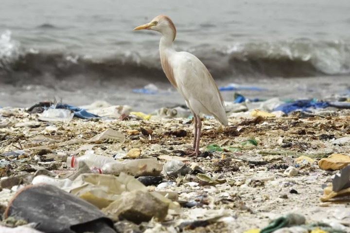 L'Ifremer alerte sur la pollution plastique en mer Méditerranée
