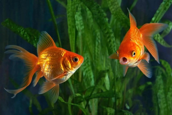 La mémoire d’un poisson rouge est-elle réellement limitée à trois secondes ?