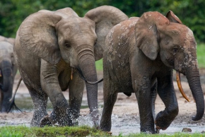 GABON : une technique basée sur l’ADN permet de recenser 95 000 éléphants de forêt