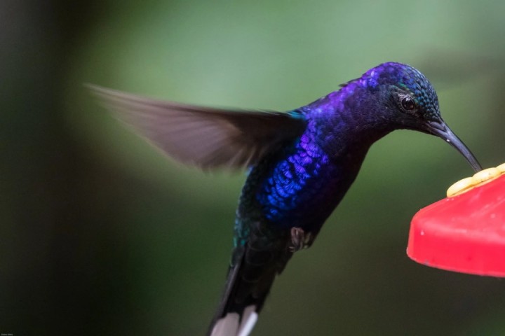 Une stratégie d’économie d’énergie aide les colibris à alimenter leurs longues migrations