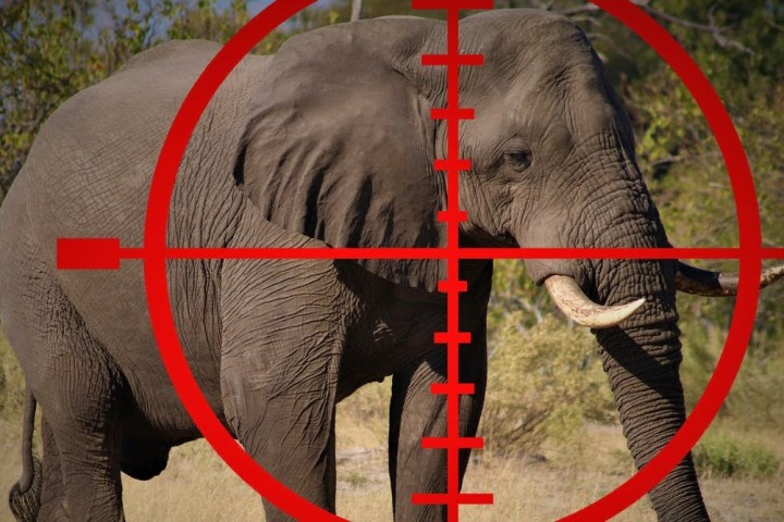 Psychology of trophy hunting: Why some people kill animals for sport