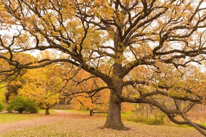 Ancient Trees Have Incredible Lifespans That Also Help Keep The Surrounding Forests Alive