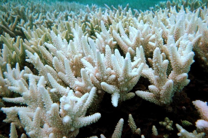Corals doomed even if global climate goals met: study