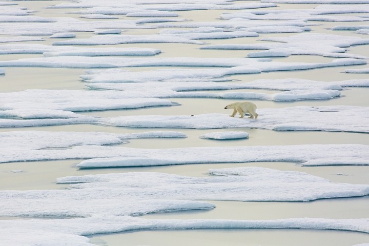 International Polar Bear Day: How climate change affects their homes
