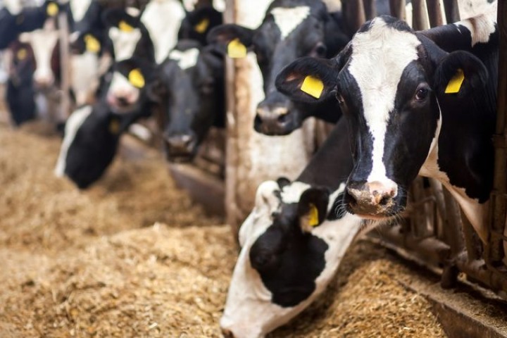 Les législateurs européens demandent à la Commission de mettre fin à la promotion de la viande