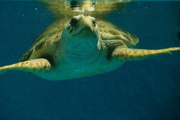 Les tortues de mer, sentinelles de l’environnement marin tunisien