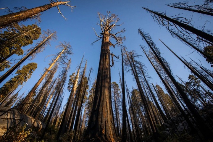 U.S. Taking Emergency Steps to Protect Sequoias From Wildfires