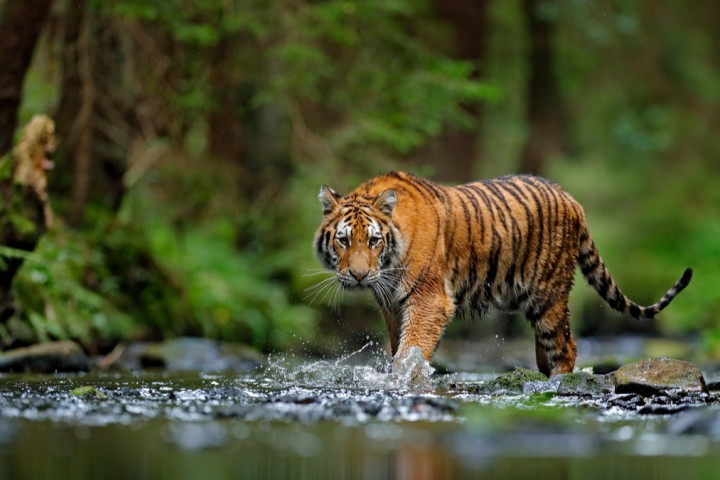 Bonne nouvelle : les tigres sauvages sont 40 % plus nombreux qu’estimé